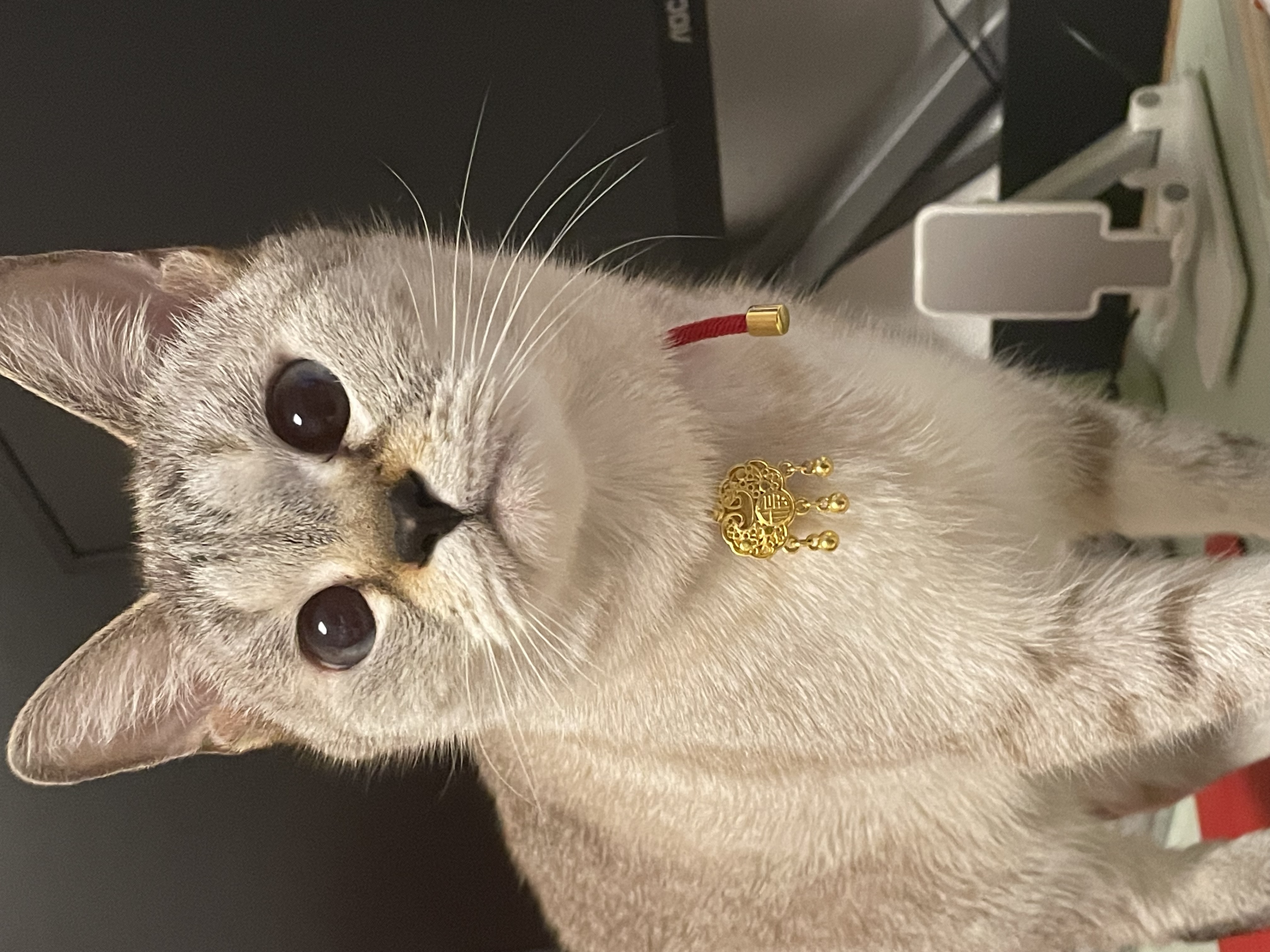 小猫咪一